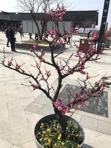 伊芦山-景区梅园儿童游乐园